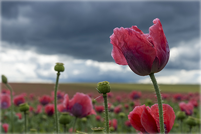 mohn